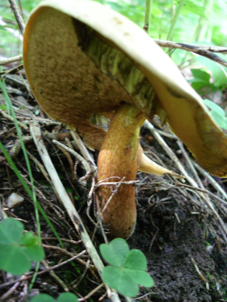 Arrivano i Boletus 09-07-2006